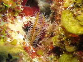 25 Golden Crinoid IMG 4077